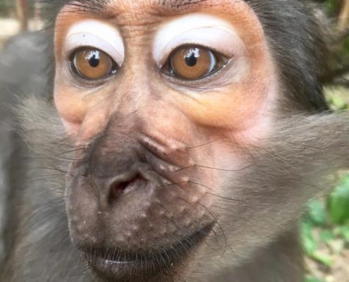Monkey 2
