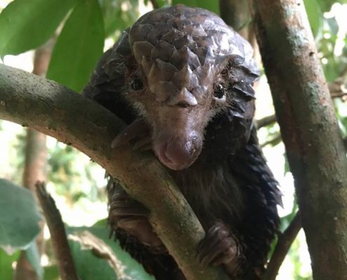 Pangolin in tree