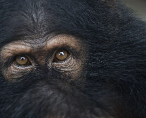 fullsizeoutput_353f_preview