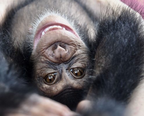 fullsizeoutput_37dc_preview